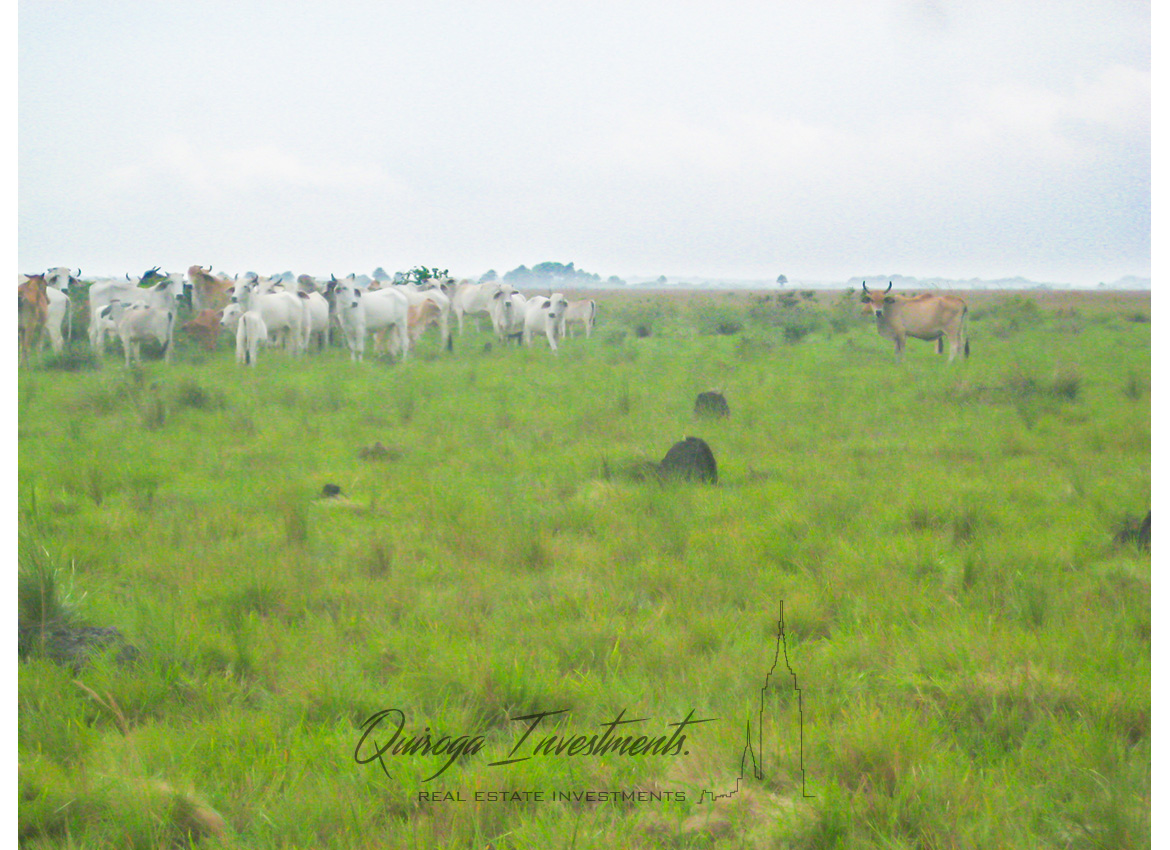 Quiroga Investments Finca Casanare Yopal Tauramena